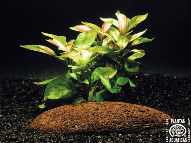 معرفی و راهنمای پرورش گیاهان زینتی فضای باز - آلترنانترا